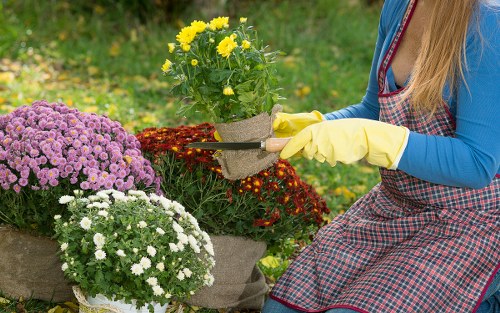 Seasonal hedge maintenance for Brimsdown homes