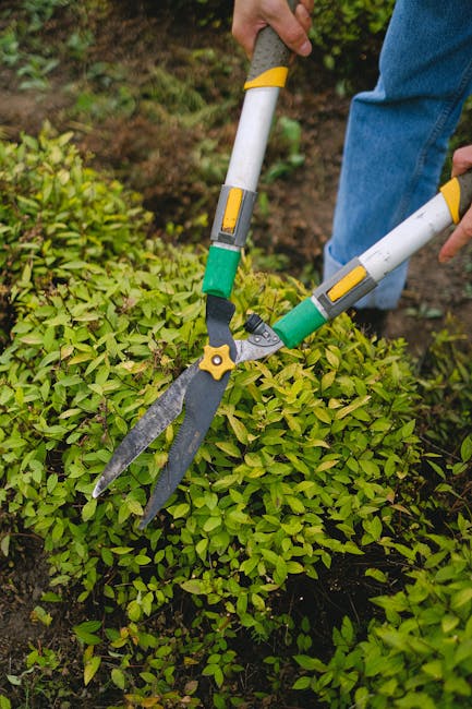 A gardener using a pair of long-handled pruning shears with yellow and green accents to trim a dense, vibrant green hedge in a small garden. The gardener is dressed in blue jeans and a dark top, and t
