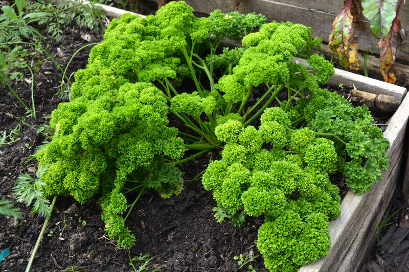 garden maintenance Garden